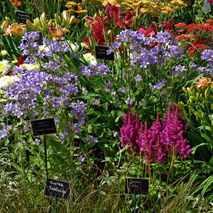 Où acheter ses plantes ?